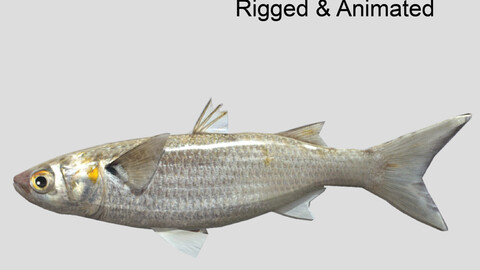 white mullet