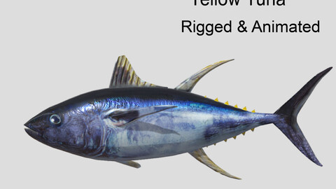 yellowfin tuna