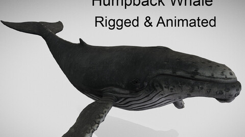 Humpback Whale