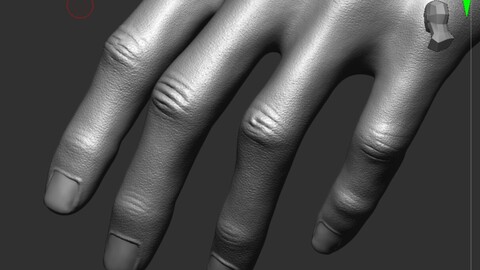 ZBRUSH FINGER KNUCKLE ALPHA