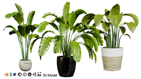 Indoor Potted Banana Plants