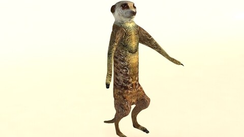 Suricate Meerkat