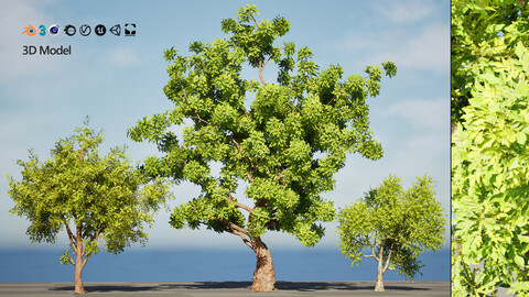 High-Quality Neem Tree Model