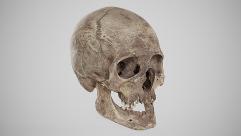 Photogrammetry scan "Scull"