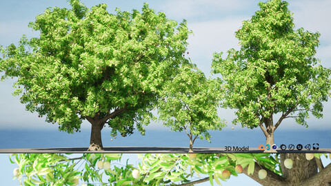 Mango Tree 3D Model