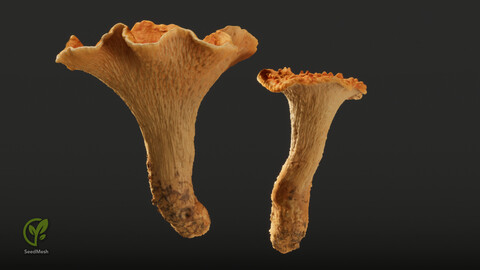 Turbinellus Mushrooms