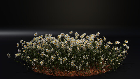 Chamomile