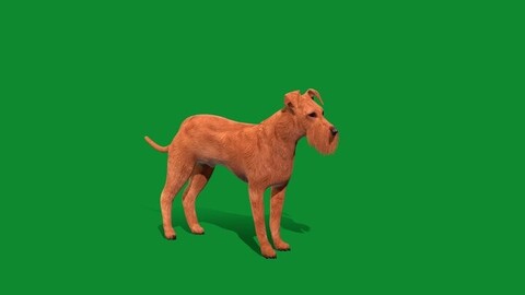 Irish Terrier Dog