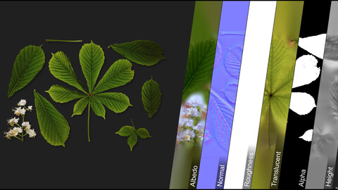 Photometric Scan Vegetation - Castanea Sativa - Kit 1