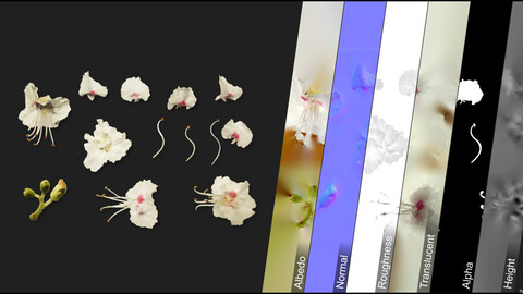 Photometric Scan Vegetation - Castanea Sativa - Flower 1