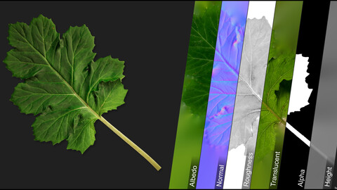 Photometric Scan Vegetation - Acanthus Mollis - Leave 3