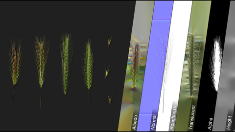 Photometric Scan Vegetation - Hordeum Murinum - Head 1