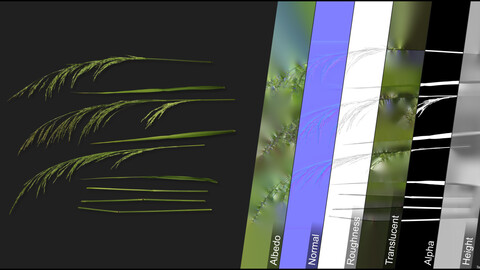 Photometric Scan Vegetation - Oloptum Miliaceum - Kit 1