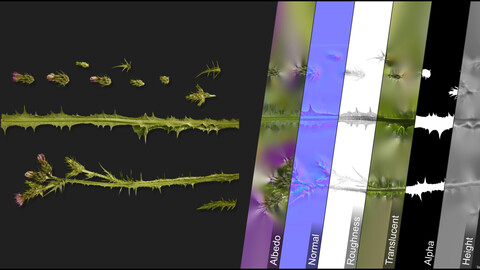 Photometric Scan Vegetation - Carduus Pycnocephalus - Kit 1