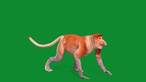 Proboscis Monkey Primate