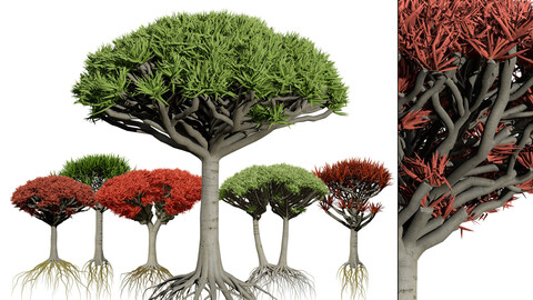 Dragon Blood Tree 3D Model