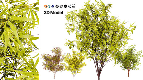 Japanese Maple Tree Model