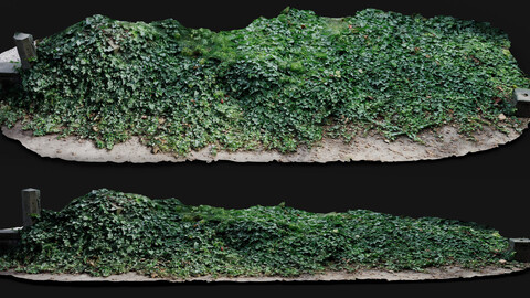 ground ivys bushes borderline plants photogrammetry