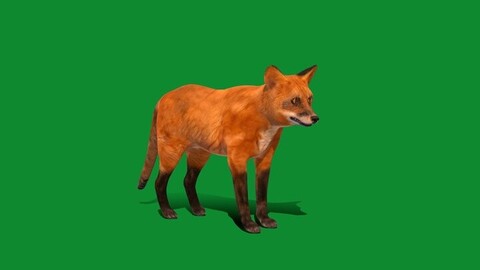 Red Fox Karaganda