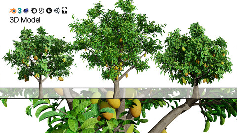 Jackfruit Tree 3D Model