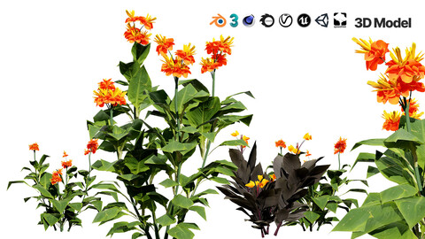 Canna Lily President 3D Model