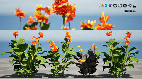 Canna Lily President 3D Model