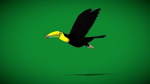 Toucan Bird