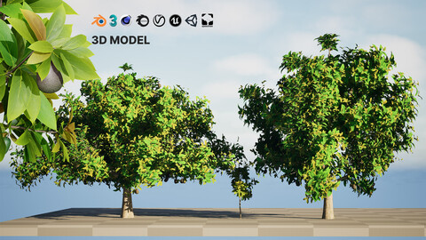 Realistic Avocado Tree 3D Model