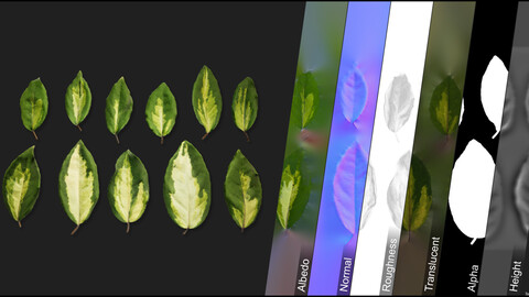 Photometric Scan Vegetation - Eleagnus Pungens - Leaves 1