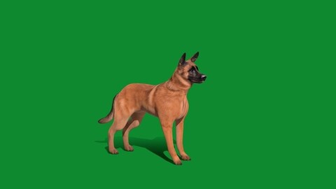 Young Belgian Malinois Dog