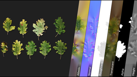 Photometric Scan Vegetation - Oak - Leaves 3