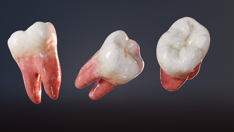 Human Teeth 3D Model