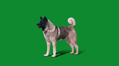 American Akita Dog