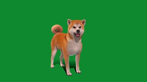 Japanese Shiba Inu Dog