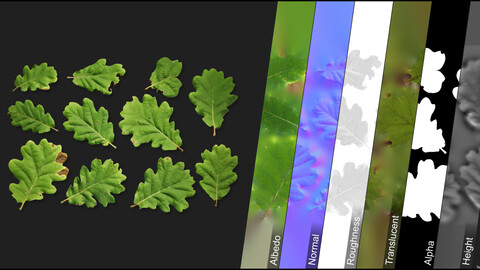 Photometric Scan Vegetation - Oak - Leaves 1