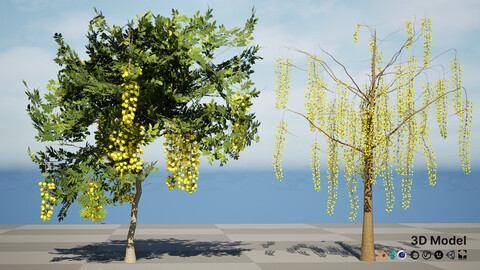 Golden Shower Tree 3D Model