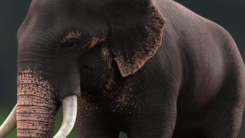 Asian Elephant