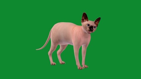 Sphynx Cat