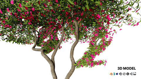 Bougainvillea Tree 3D Model