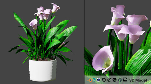 Peace Lily Plant Model