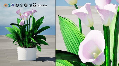 Peace Lily Plant Model