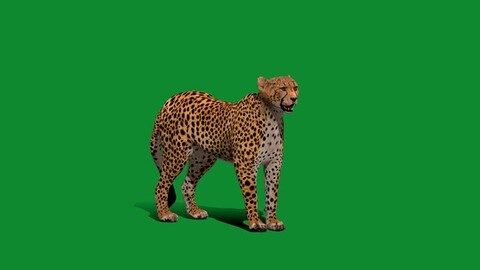 Southern African Cheetah