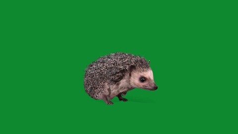 African Pygmy Hedgehog