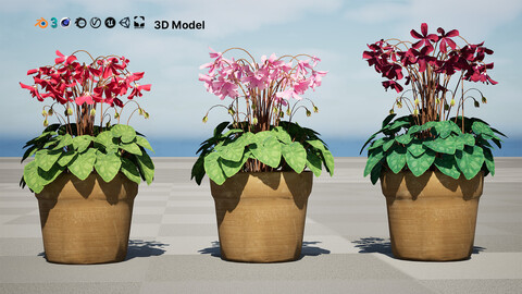 Cyclamen Persicum 3D Model