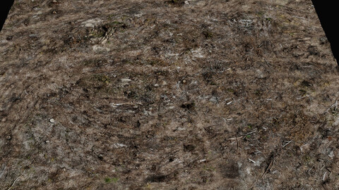 forest ground cutted trees wood debris photogrammetry