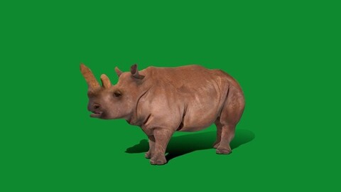 Northern White Rhinoceros