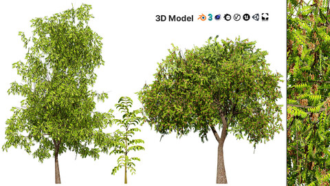 Native Tamarind 3D Model