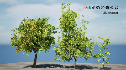 Native Tamarind 3D Model