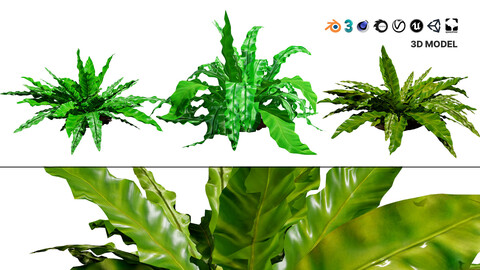 Bird's Nest Fern 3D Model