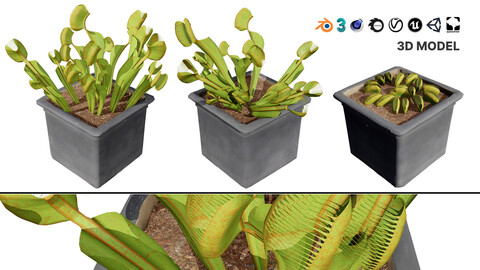 Venus Fly Trap 3D Model